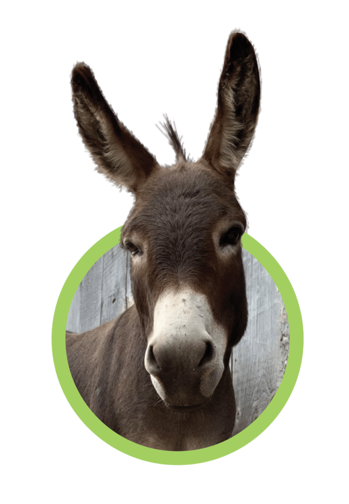 Donkey Larry