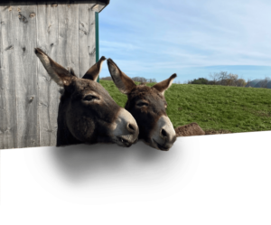 Donkeys Monterey and Colby smiling