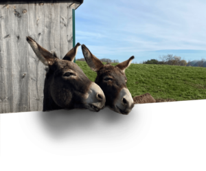 Donkeys Monterey and Colby smiling