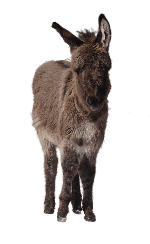Donkey Pepper