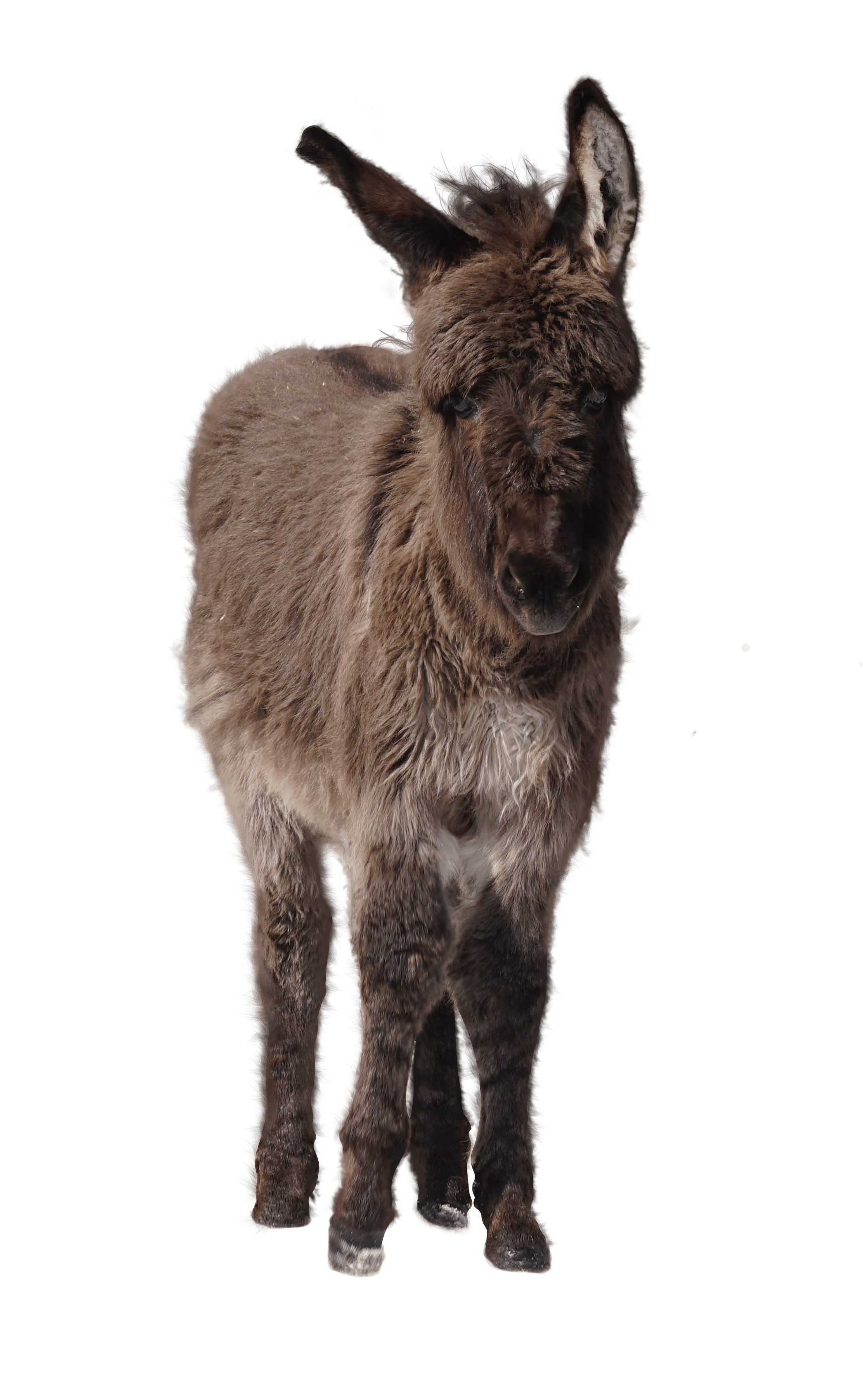 Home - The Donkey Sanctuary of Canada Home - The Donkey Sanctuary of Canada