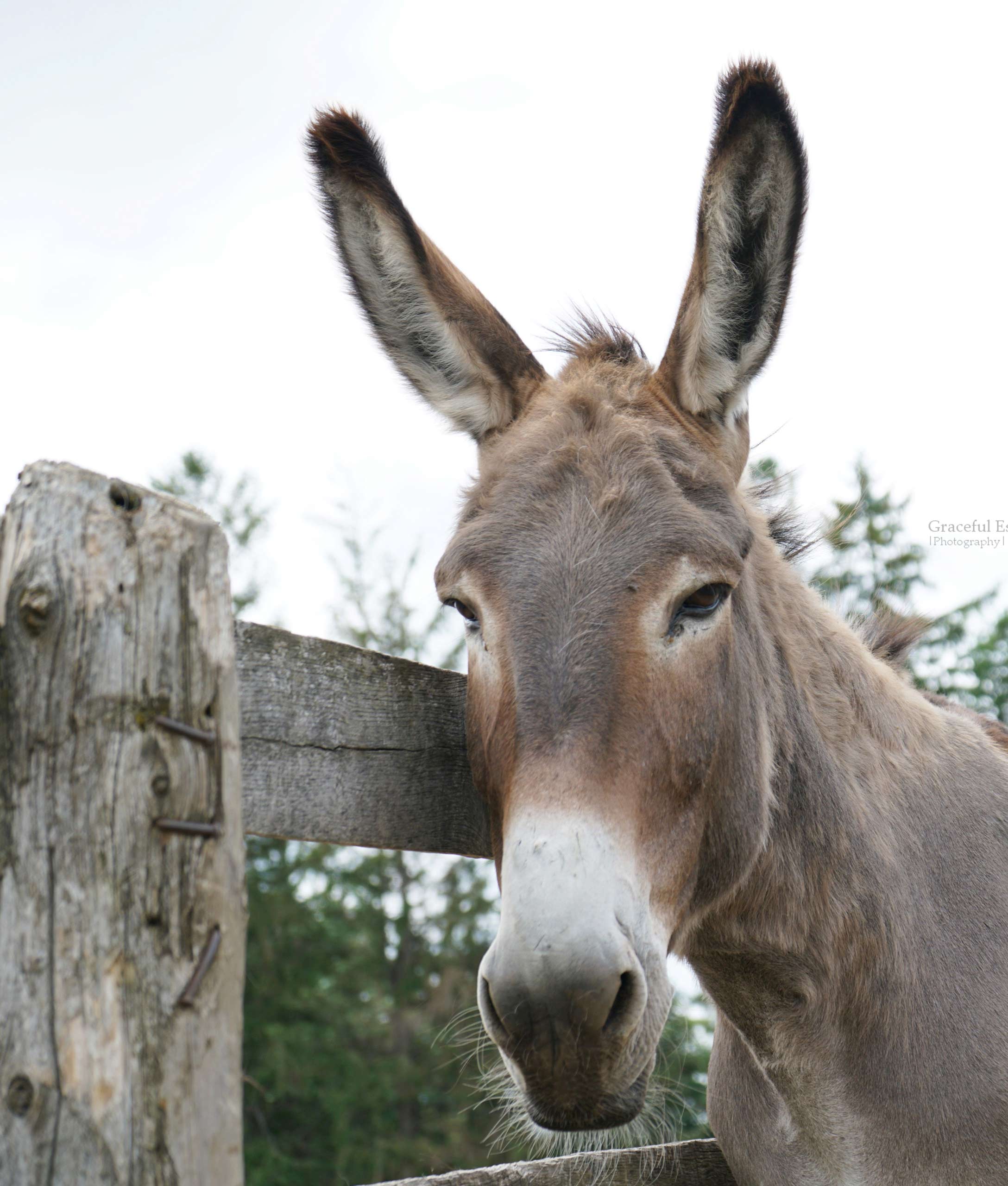 Apollo - The Donkey Sanctuary of Canada