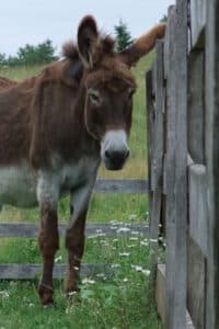 Bob-Ray---Standard-Gelding-born-in-1994