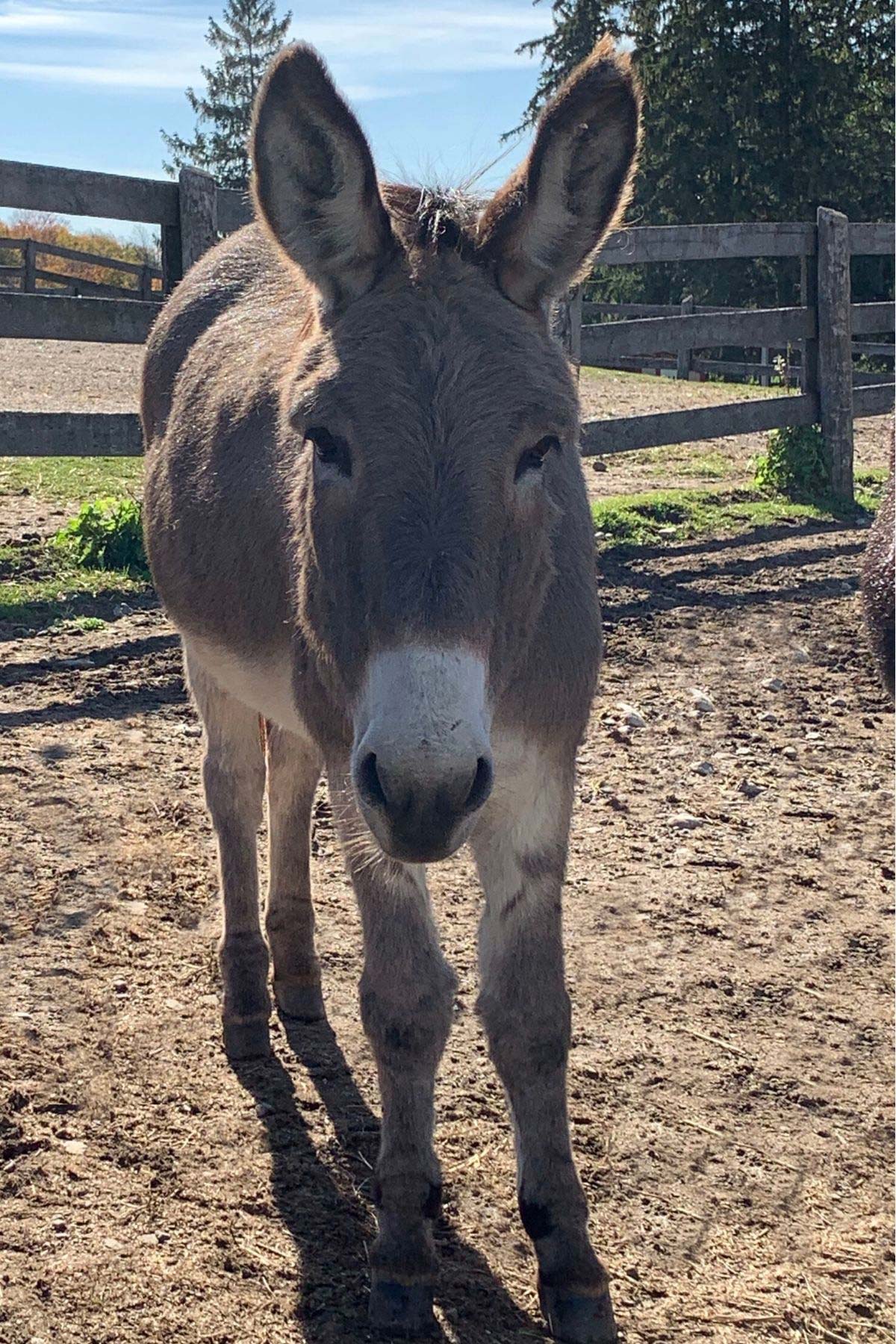 Burrito---Standard-Gelding-born-in-2002