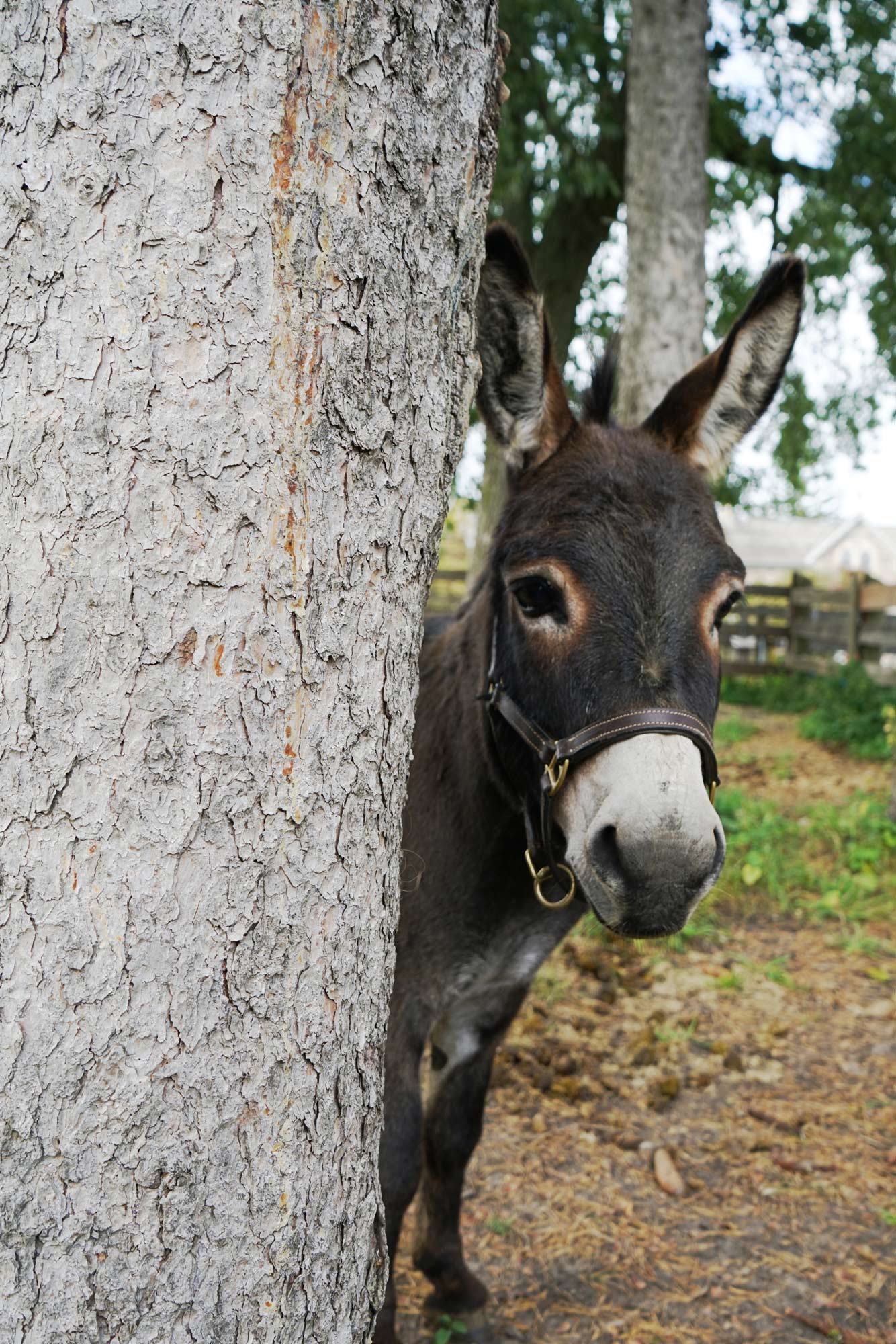 Chevy---Miniature-Gelding-born-in-2008
