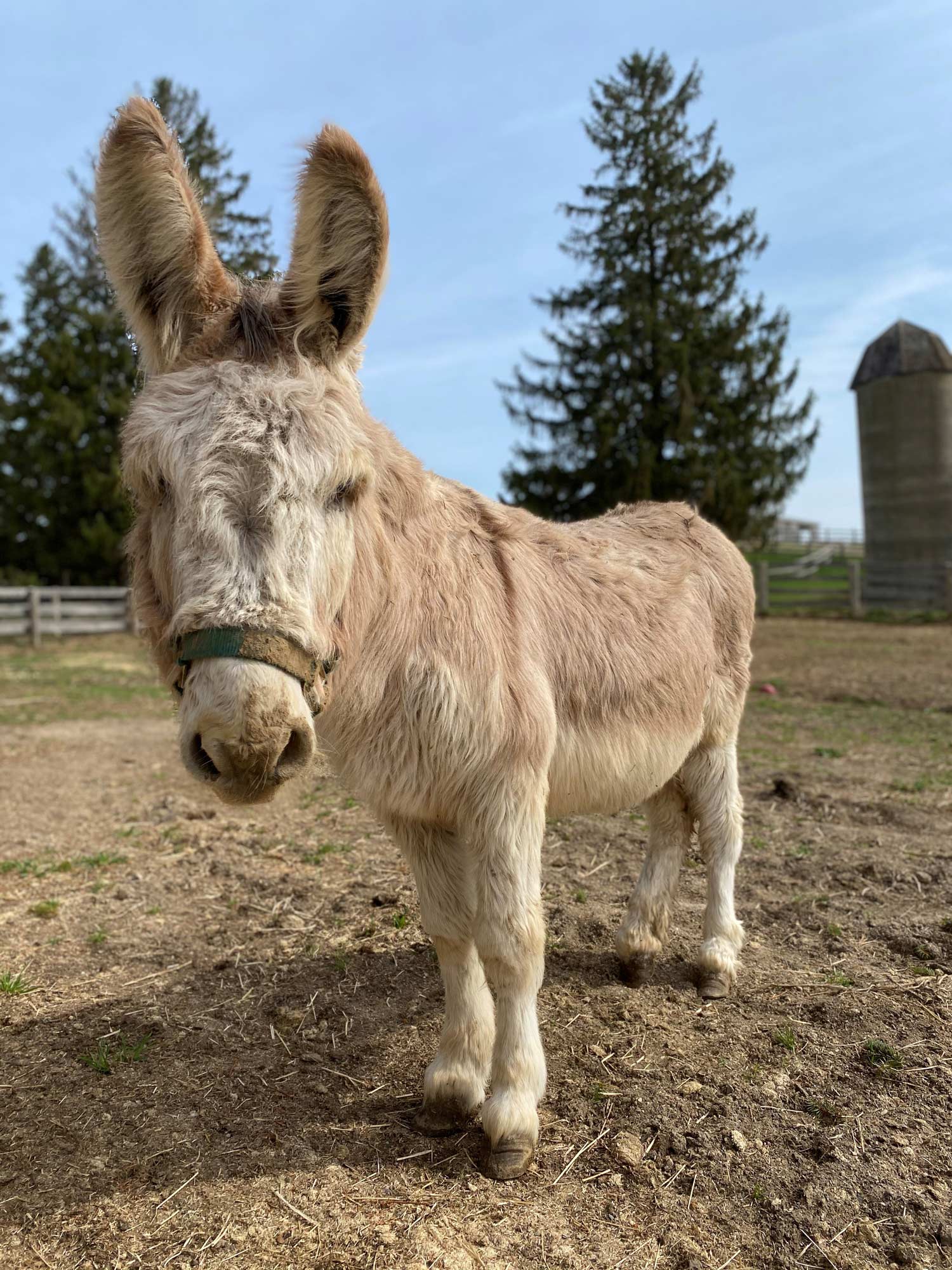 Dunn---Standard-Gelding-born-in-2006