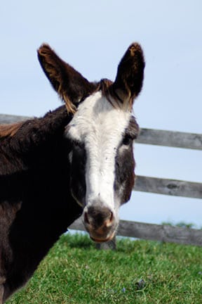 Franco---Standard-Gelding-born-in-1994