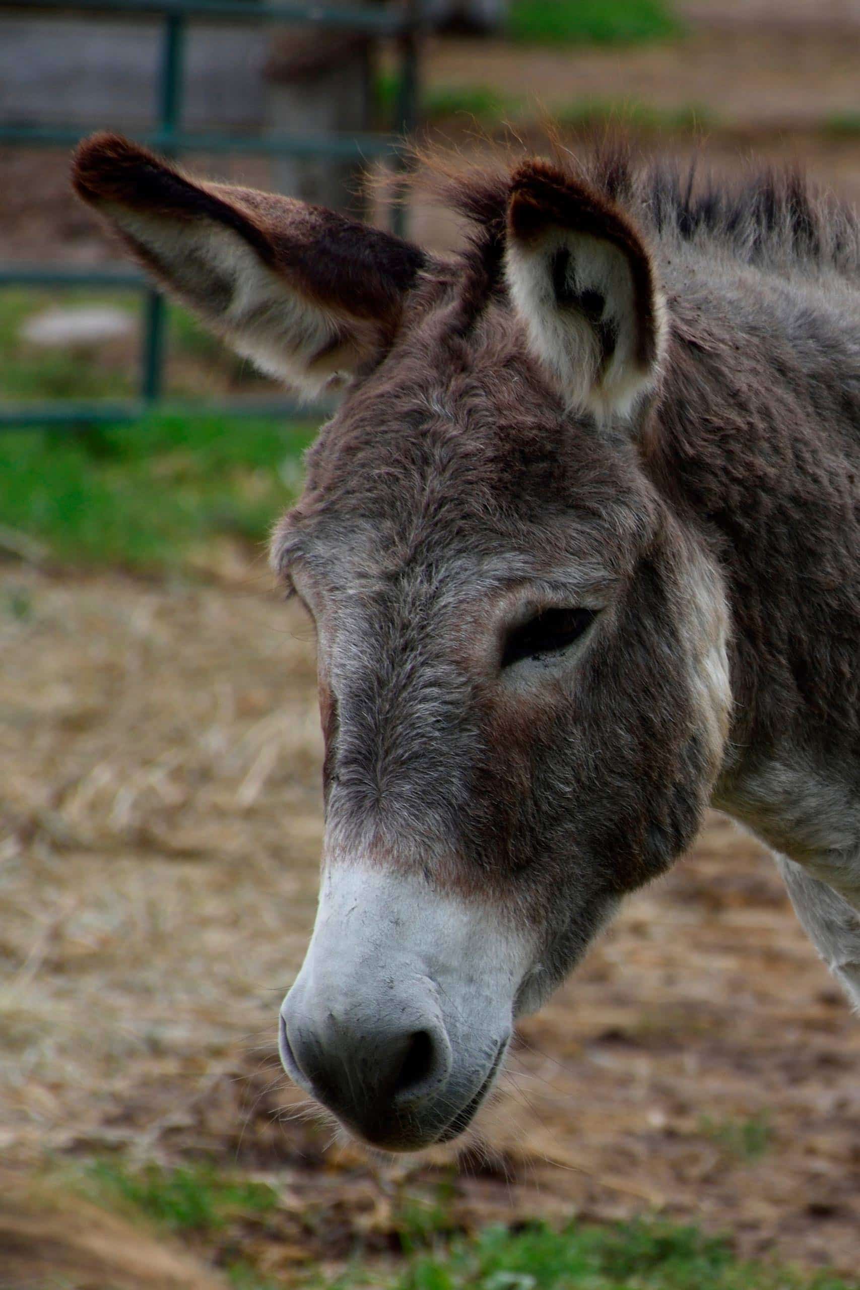 Jasper---Standard-Gelding-born-in-2011