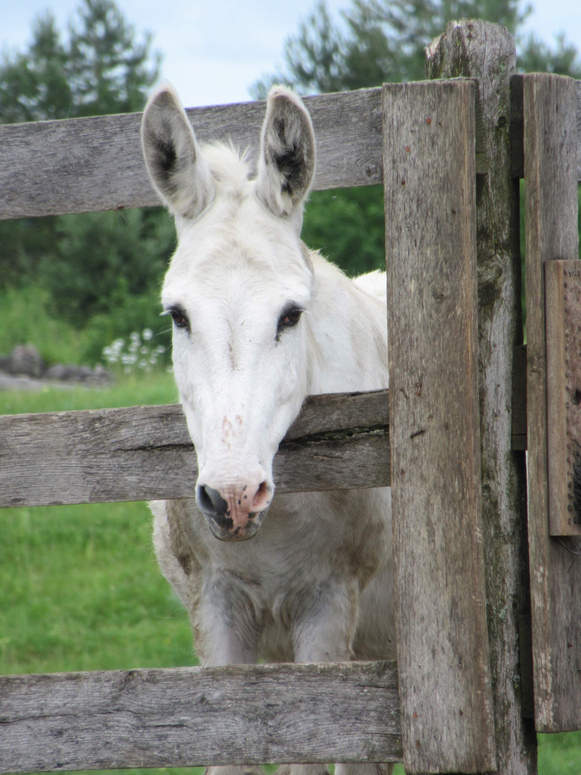 Johnny---Standard-Gelding-born-in-1993