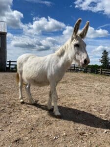 Loki---Standard-Gelding-born-in-2002