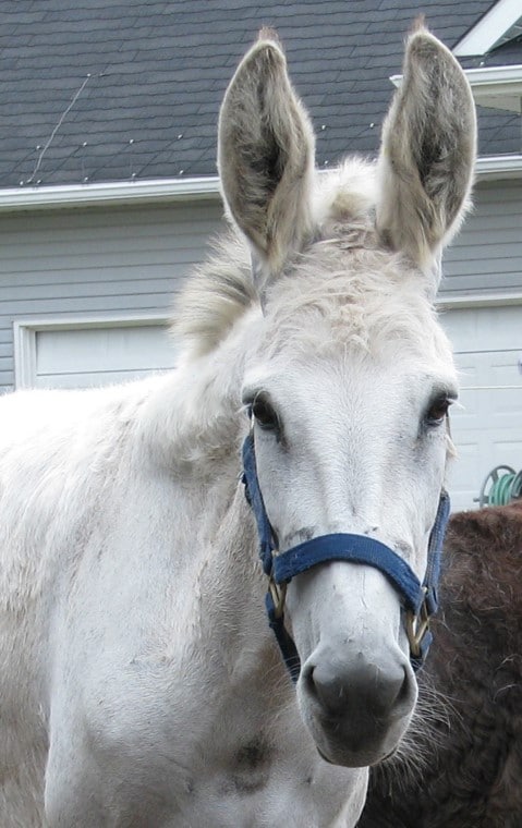 Polly---Standard-Jennet-born-in-1998