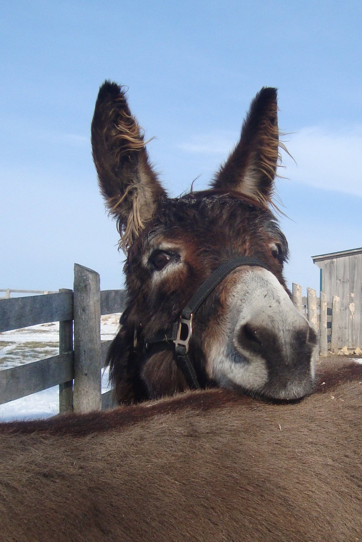 Scout---Standard-Gelding-born-in-2010