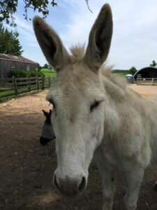 Sherlock---Standard-Gelding-born-in-1999