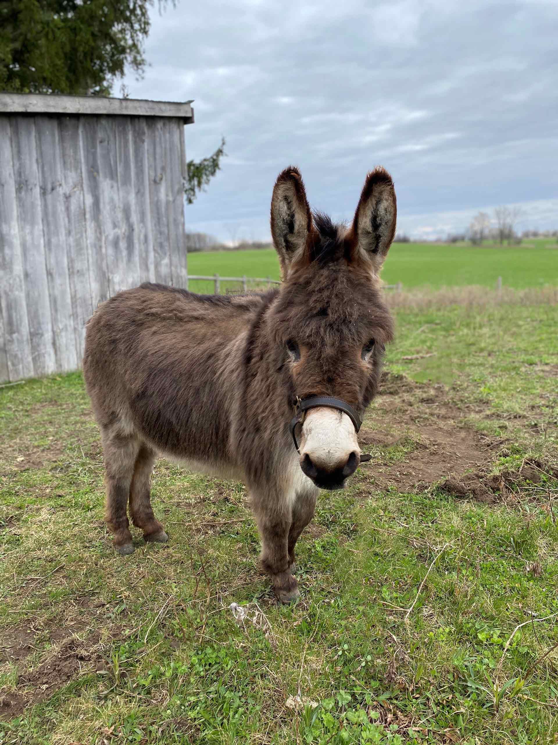 Timbit---Miniature-Gelding-born-in-2013