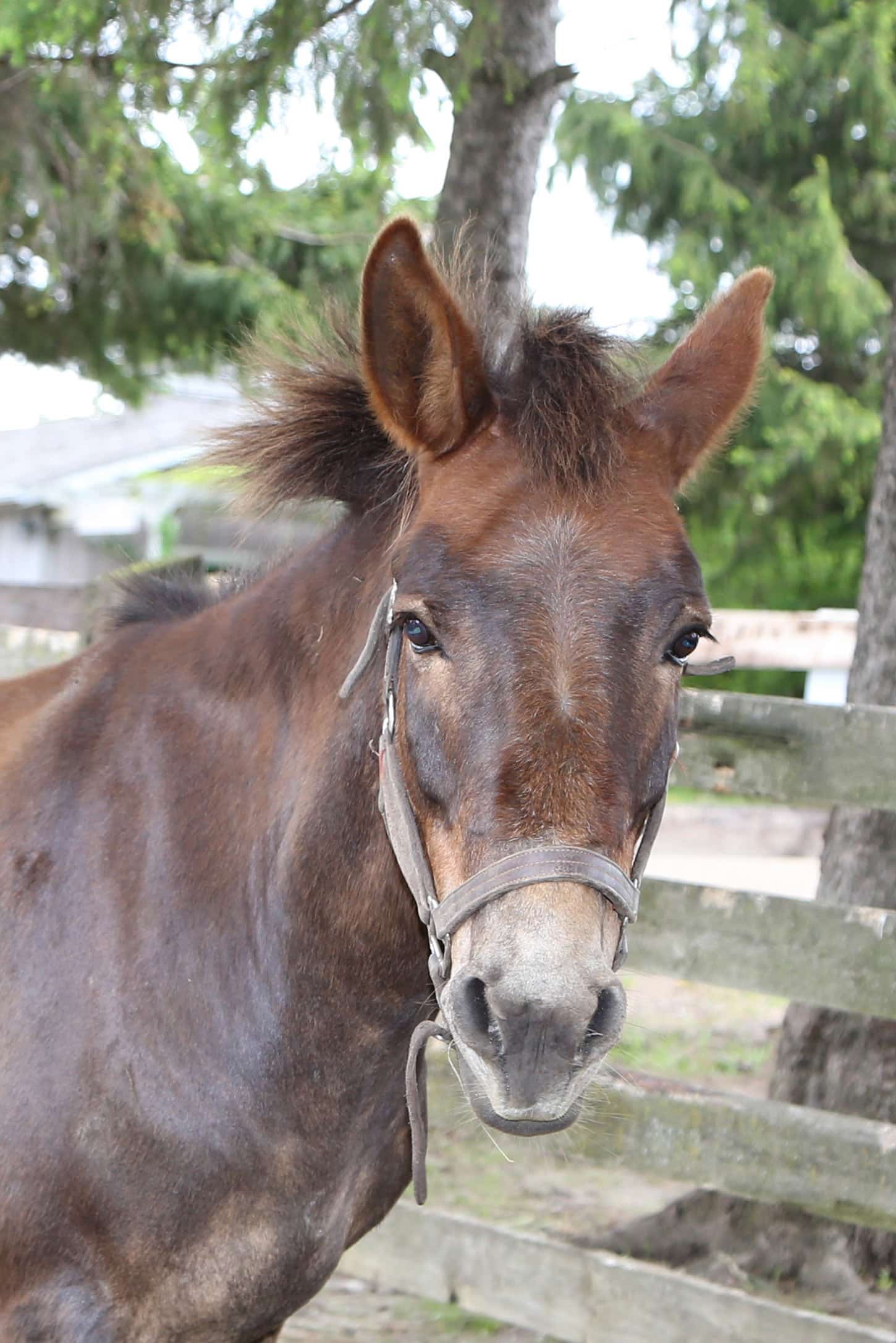 Waldo the mule