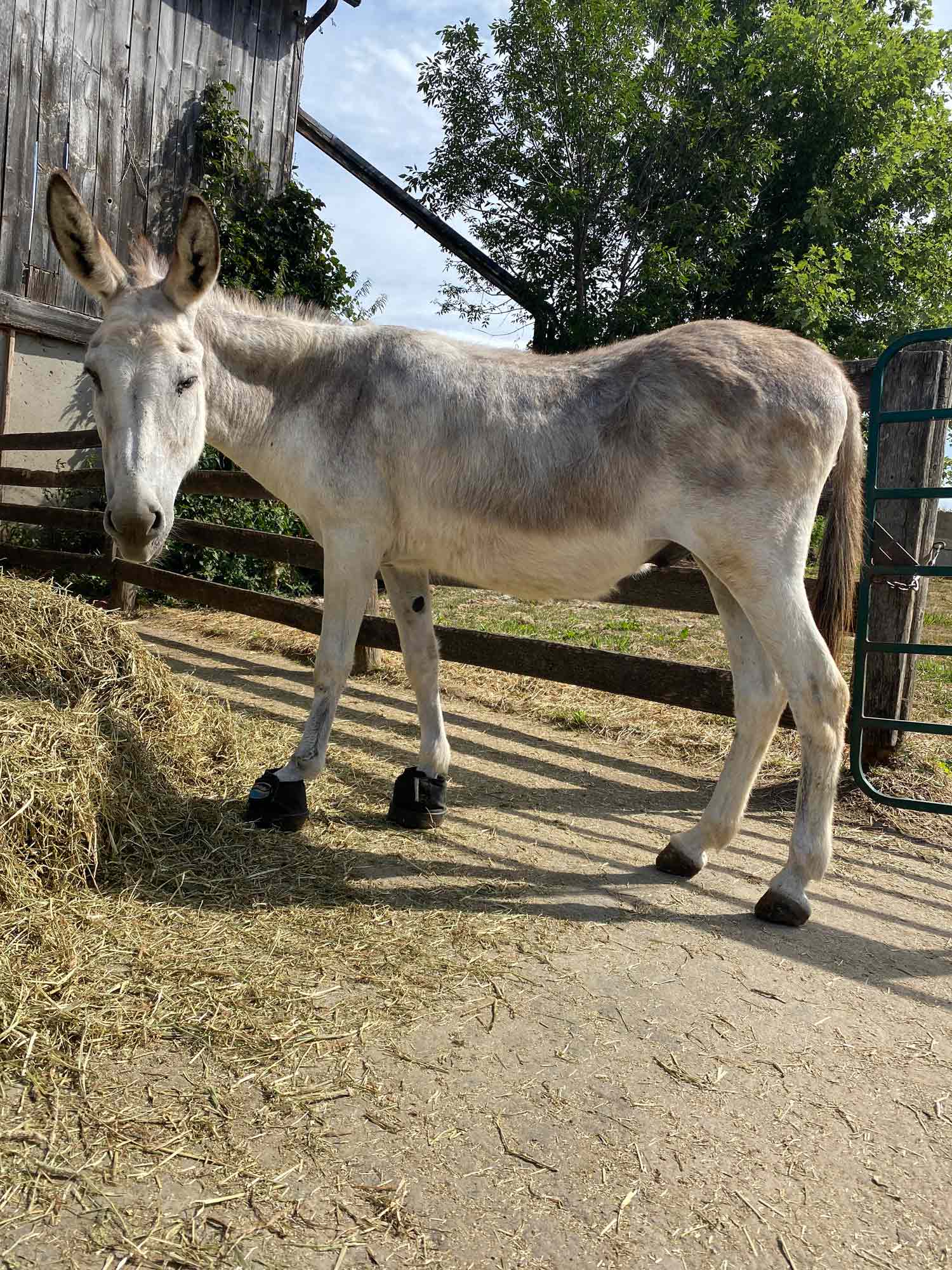 Willow---Standard-Gelding-born-in-1998