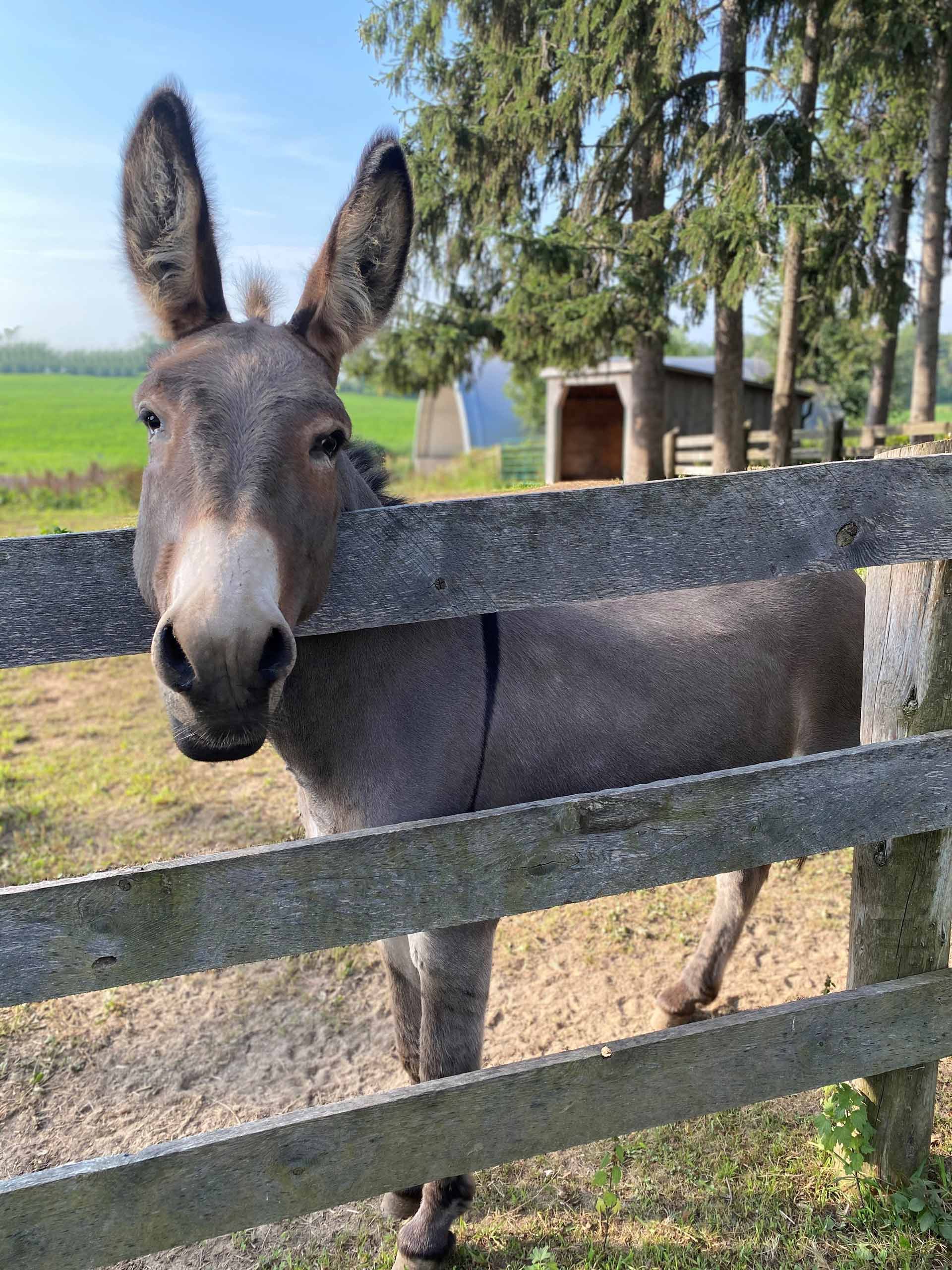 Zeb---Standard-Gelding-born-in-2011