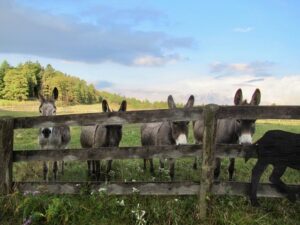 Donkye Girls looking through the fence