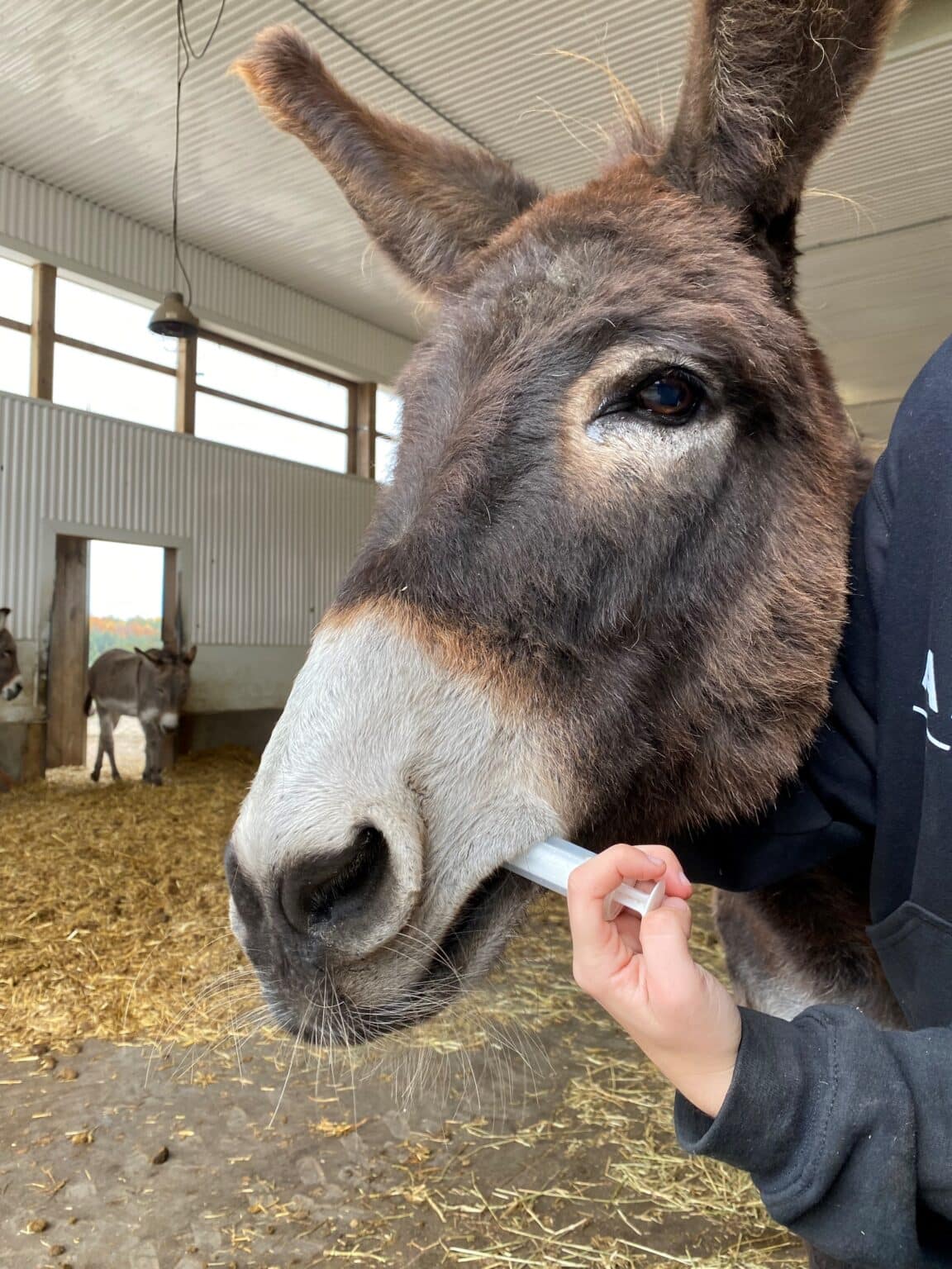 Common Donkey Ailments: Causes & Treatments - The Donkey Sanctuary of ...