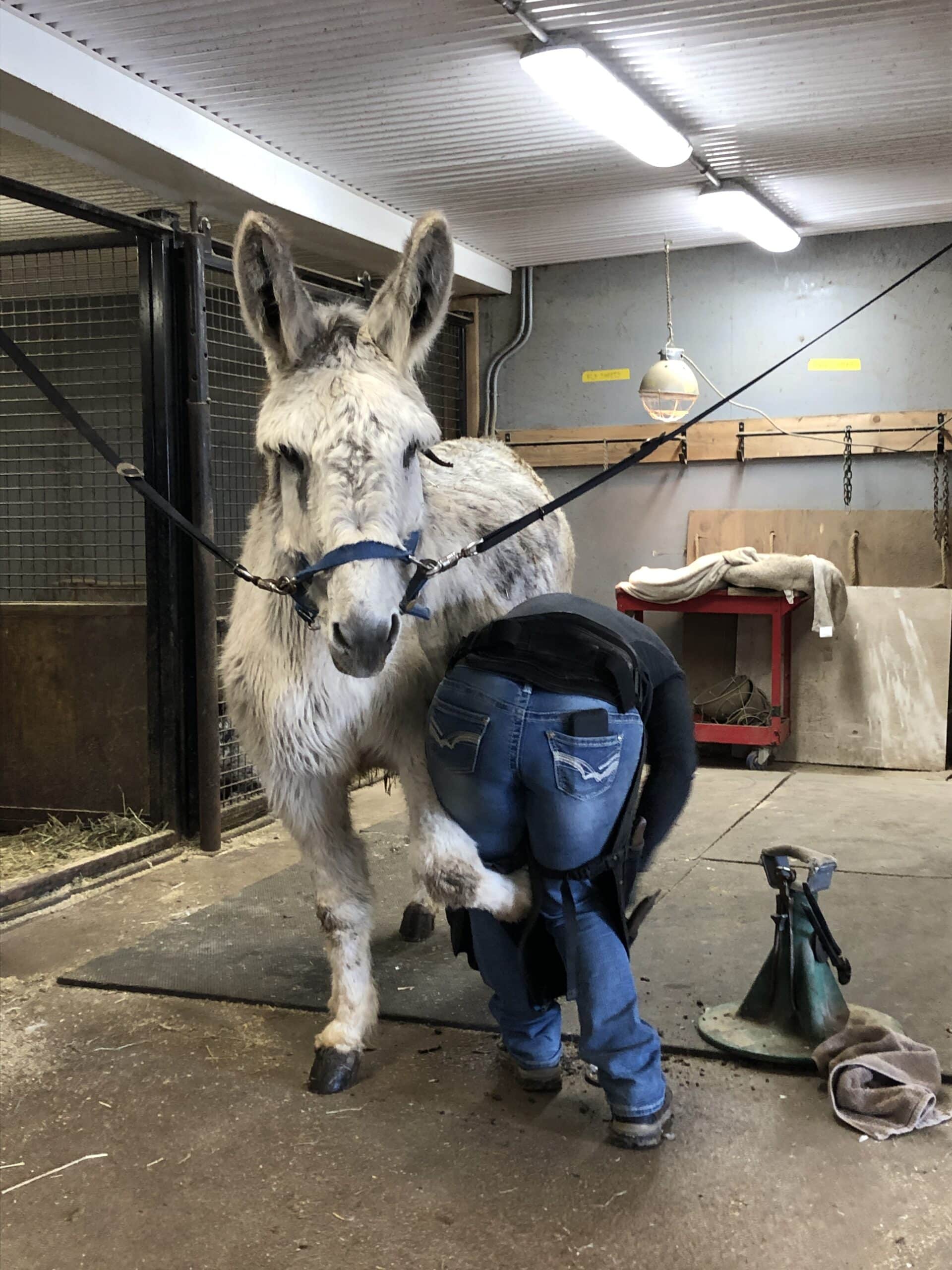 A Resource For Donkey Care Professionals And Owners The Donkey 