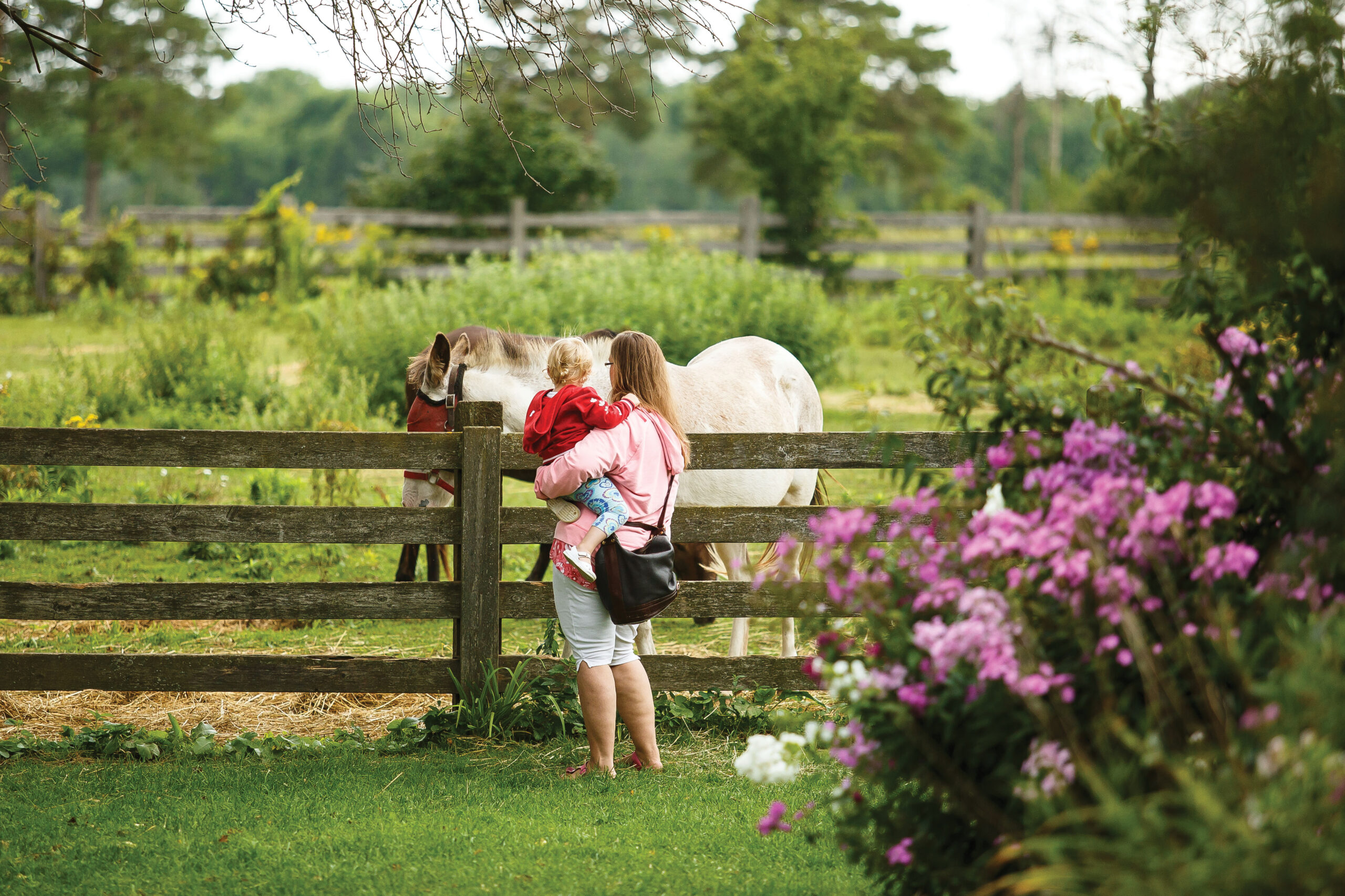 Photo of woman holding her child while visiting a mule over the fence at The Donkey Sanctuary of Canada