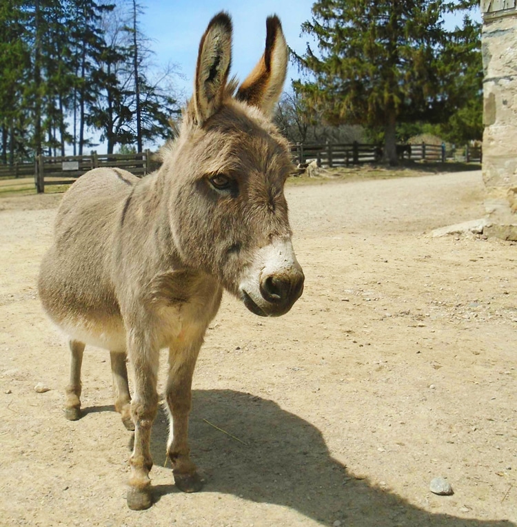 Photo of a miniature donkey named Gemini at the Donkey Sanctuary of Canada.