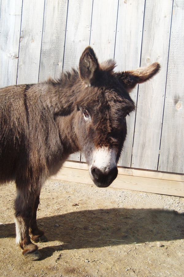 Photo of a donkey named Jose in a paddock at the Donkey Sanctuary of Canada.