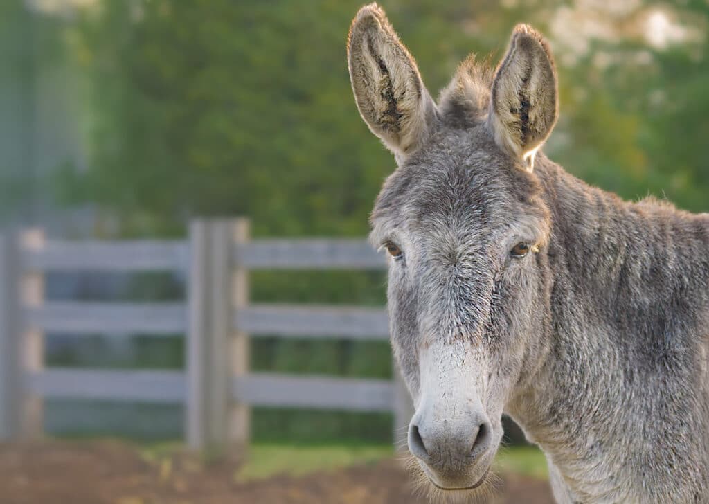 A photo of a donkey named Da Vinci at the Donkey Sanctuary of Canada