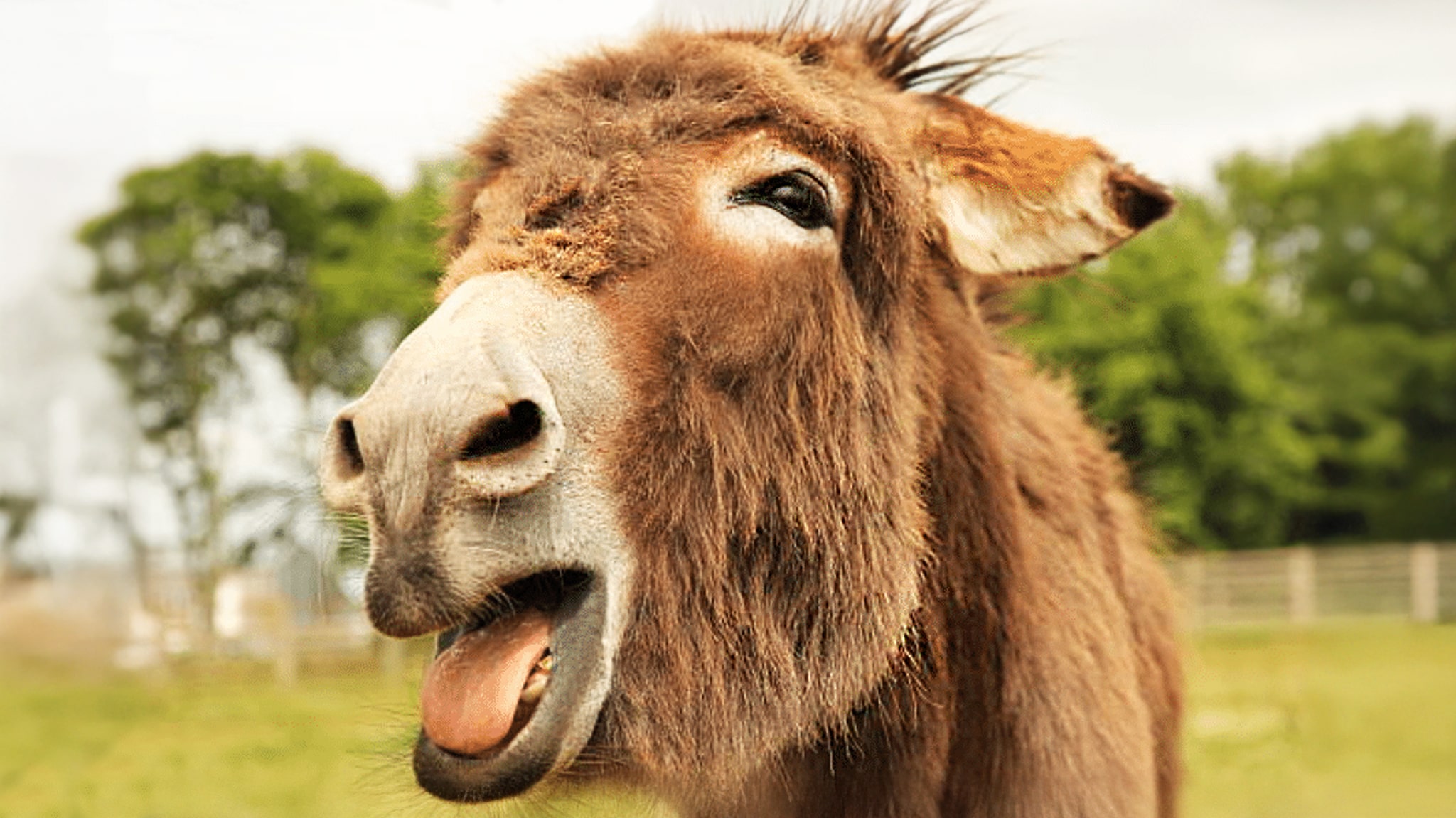 Donkey with mouth open mid-bray, illustrating donkey vocal communication.