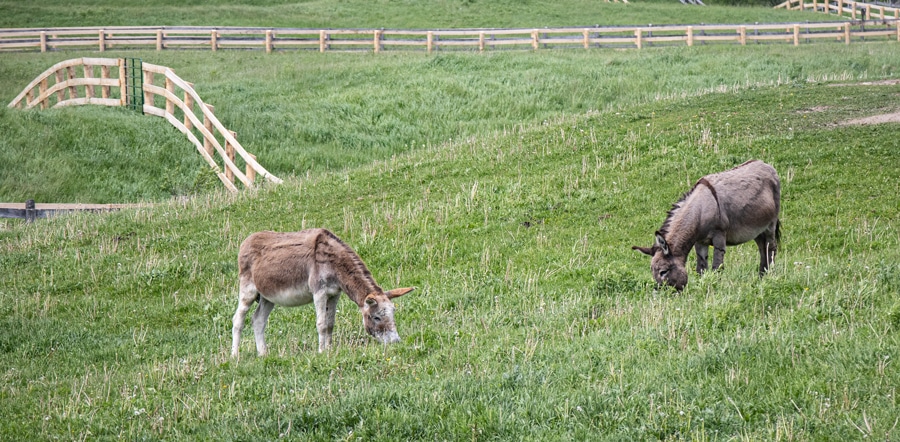 Two donkeys graze on a gentle hill in a bright green paddock, with fencing visible, at the Donkey Sanctuary of Canada.